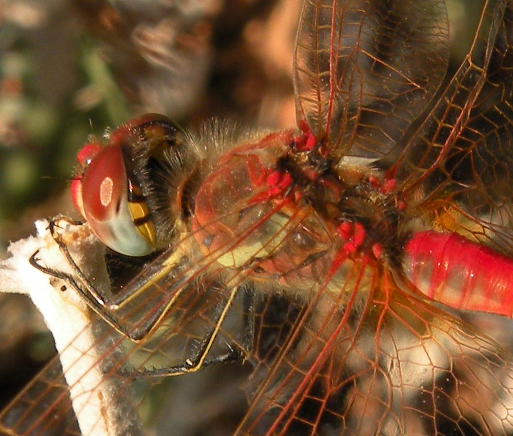 Libellula dalla Turchia: Sympetrum fonscolombii